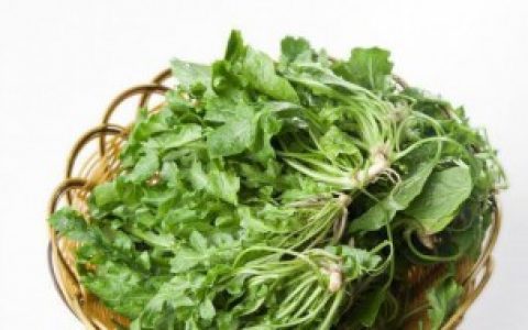 荠菜可以生吃么 荠菜能不能生吃