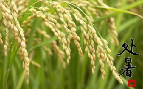 【处暑养生12个小常识】处暑养生常识介绍