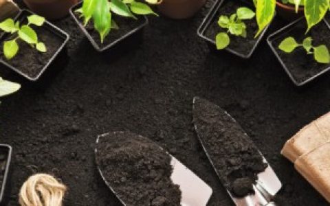 【空心菜的阳台种植技巧】空心菜的阳台种植技巧有哪些