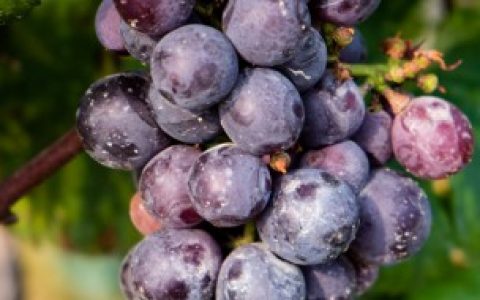 【葡萄可以在老枝上嫁接吗】葡萄能在老枝上嫁接吗