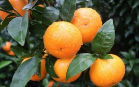 【沃柑和橘子的区别】沃柑和橘子的区别是啥