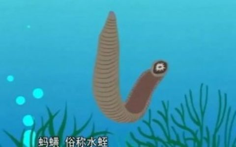 【蚂蟥和水蛭是不是同一种东西】蚂蟥和水蛭是同一种东西吗