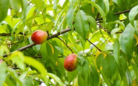 【院子里种桃树好吗】院子里种桃树是否好