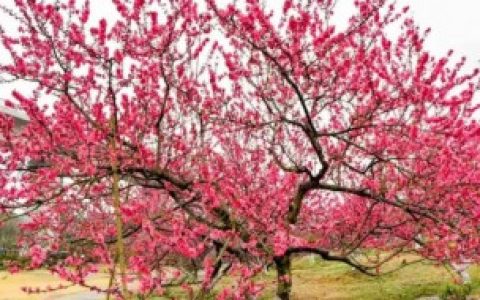 桃树十月份可以修剪吗（桃树十月份能不能修剪）