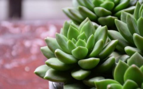 多肉绯花玉如何繁殖（多肉绯花玉繁殖的方法）