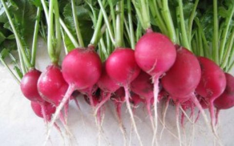 樱桃萝卜怎么种（樱桃萝卜种法）