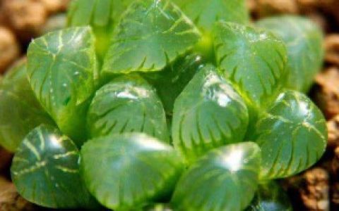 水晶雨露养殖方法（水晶雨露如何养殖）