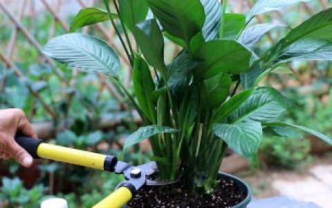 香水白掌怎么养（香水白掌的养殖方法）