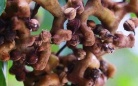 【拐枣泡酒之前要不要清洗】拐枣泡酒之前要清洗吗