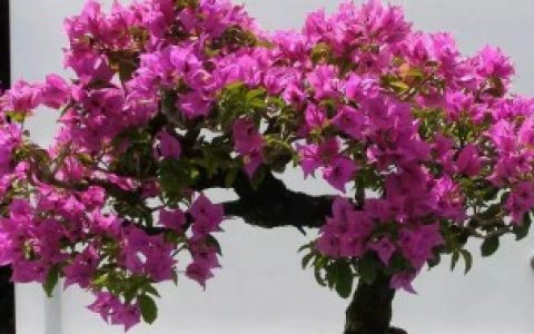 【三角梅可以养在室内吗】三角梅能养在室内吗