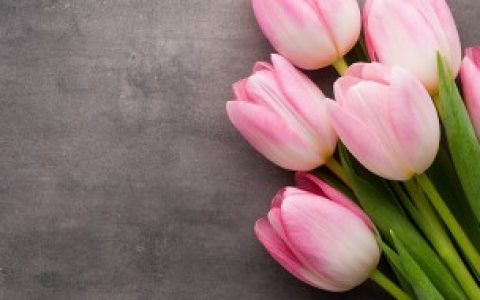 粉色郁金香代表什么（粉色郁金香花语是什么）