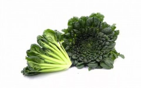 菊花菜怎么种 如何种植菊花菜