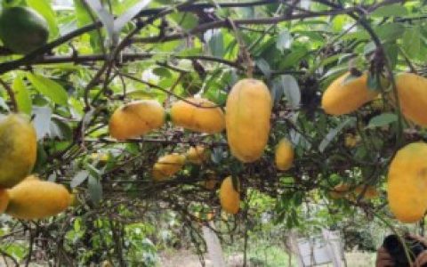 九月黄怎么吃 九月黄如何吃