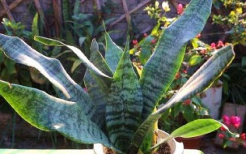 银脉虎尾兰怎么养 银脉虎尾兰如何养殖