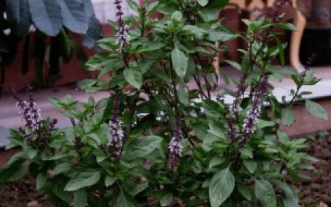 【九层塔可以晒干保存吗】九层塔可以晒干怎么用