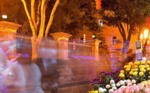 网上买的花苗如何种（网上买的花苗怎么种）