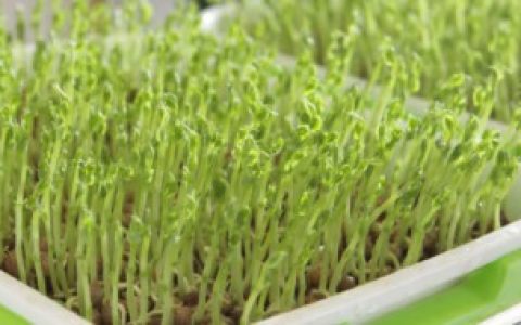 芽苗菜怎么种植方法,芽苗菜植方法介绍