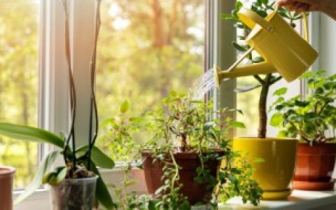 富贵竹如何养才能更高更旺盛,富贵竹怎么养才能更高更旺盛