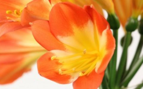 君子兰花如何清洗叶子,如何清洗君子兰