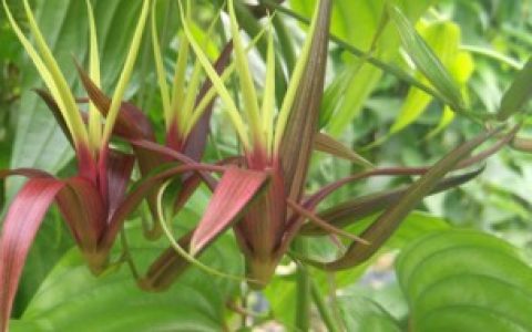 百部怎么种植,百部种植方法