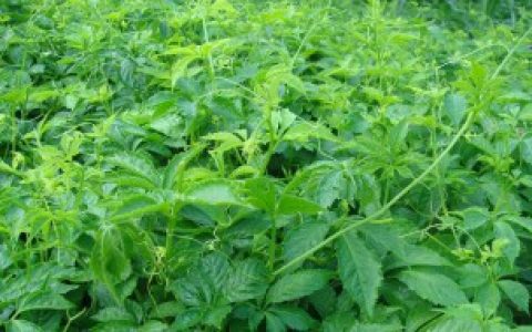 【绞股蓝北方可以人工种植吗】绞股蓝北方是否可以人工种植