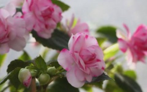 【梅花新手入盆养殖方法分享】梅花新手入盆怎么养殖方法