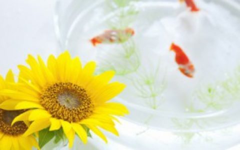 【七彩鱼的养殖方法】教你七彩鱼的养殖方法