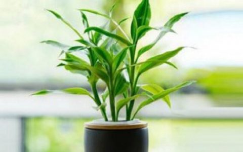 富贵竹的寓意?（富贵竹的寓意简单介绍）