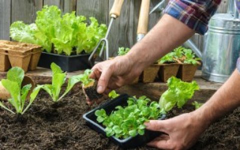 芸苔素和赤霉素有什么区别（芸苔素和赤霉素的区别）