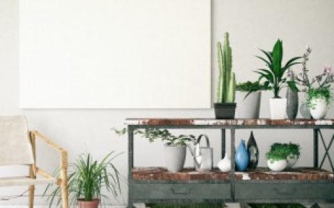 卧室养什么植物比较好（卧室可以养什么植物）