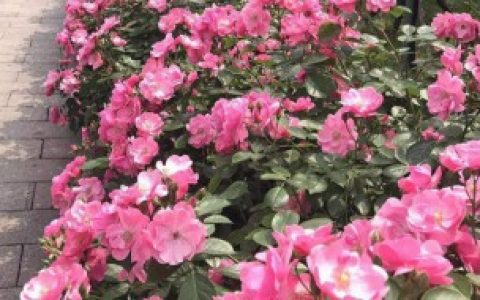 安吉拉月季的优缺点,安吉拉月季的优缺点有哪些