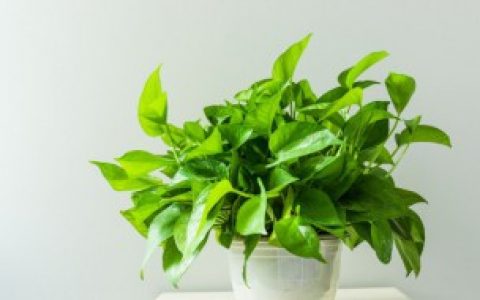 办公室种植什么植物好,适合办公室种植的植物介绍