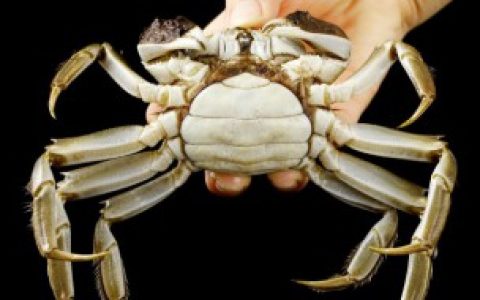螃蟹冷冻一周还可以吃不,螃蟹冷冻一周还能吃吗