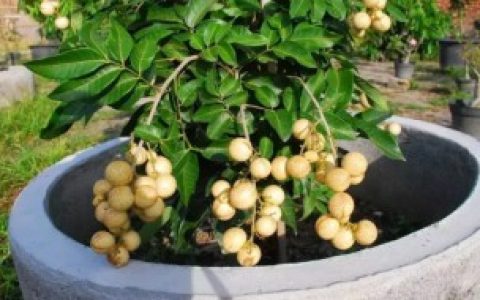 【怎么做龙眼盆栽】怎样做龙眼盆栽