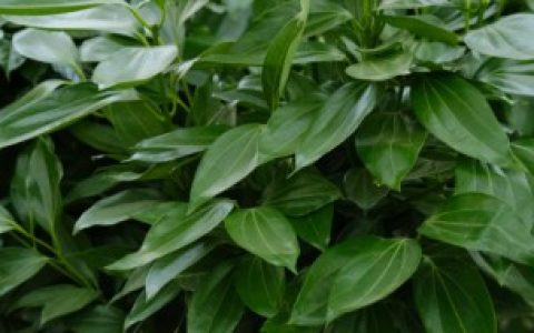 【平安树如何繁殖】平安树的繁殖方法和注意事项