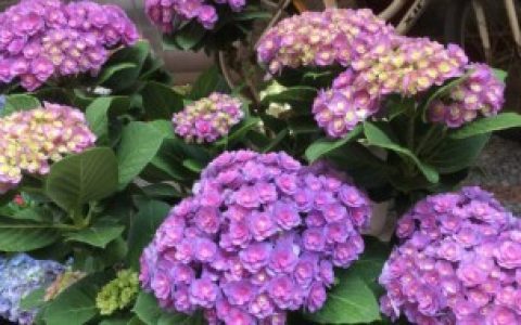 【绣球花可以在家养吗】绣球花能在家养吗