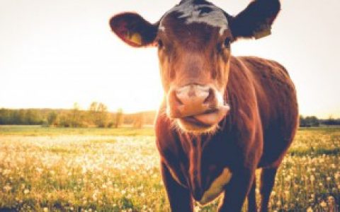 【牛尾为什么要去皮】牛尾要去皮原因