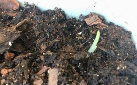 香雪兰种球多久可以发芽（香雪兰种球多久可以发芽介绍）