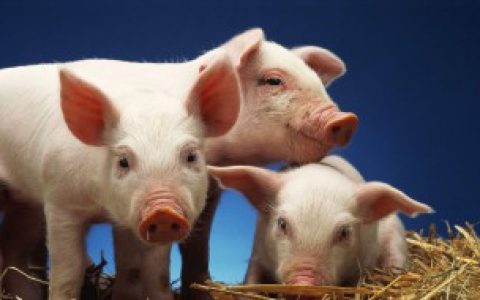 猪前槽肉在猪的哪个部位呢,猪哪个部位是前槽肉