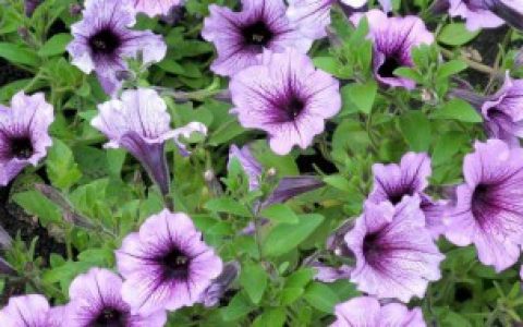 矮牵牛的种植方法和技巧,矮牵牛的种植方法和技巧介绍