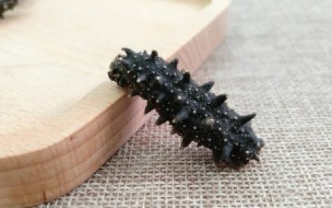 干海参的发制方法窍门 干海参的发制方法窍门有什么