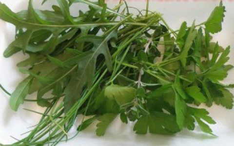 【怎么种植芝麻菜种子】芝麻菜种子怎么种植