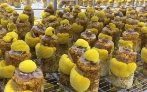 【桑黄室内如何养殖】桑黄室内怎么种养