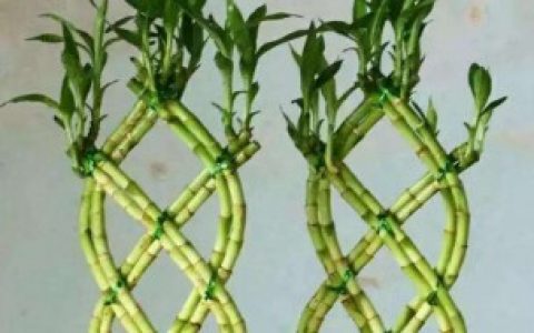 如何让富贵竹四季常青（富贵竹常年浓绿的方法）