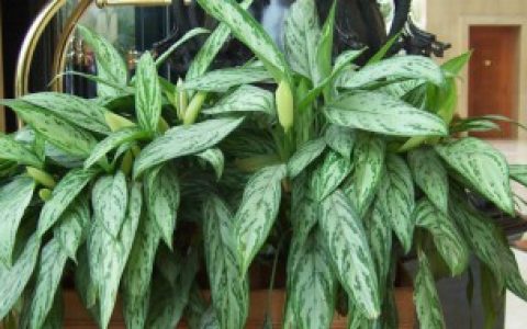 银皇后如何修剪（银皇后怎么修剪方法）