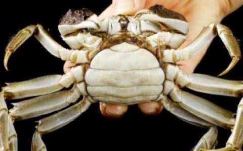 螃蟹在家能活几天,螃蟹在家能活多久