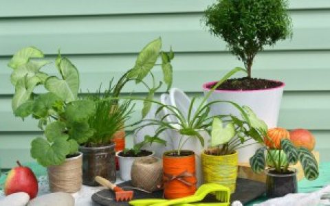 客厅放什么好,客厅放什么植物风水好