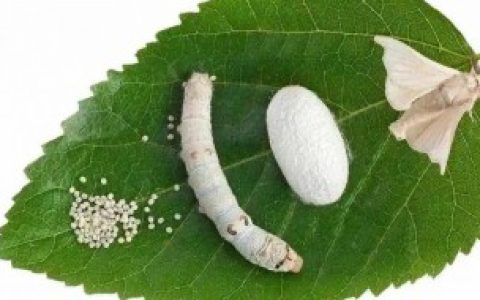 荆蚕如何晒干,荆蚕怎么晒干