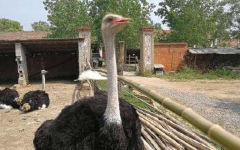 鸵鸟怎么养 关于鸵鸟怎么养