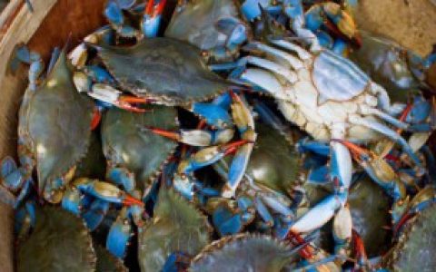 活螃蟹怎么养到第二天,活螃蟹长期养的方法